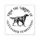 Buscar setter irlandés Animales