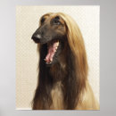 Buscar perro casero posters Dentro