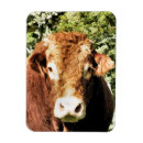 Buscar toros imanes Torcer