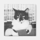 Buscar puss casa hogar Negro