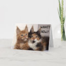Buscar maine coon gatos tarjetas 9 º gata