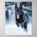 Buscar lobo negro posters Perro