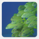 Buscar marginal postales Vida silvestre