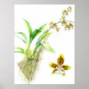 Buscar orquídeas arte Ilustracion