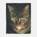 Buscar tabby fotografía Gris
