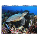 Buscar tiburón calendarios Tortuga