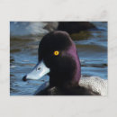 Buscar drake postales Patos