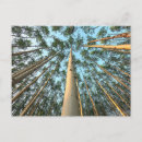 Buscar troncos de árbol postales Bosques