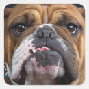 Buscar bulldog inglés pegatinas Amante del perro