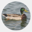 Buscar mallard duck postales Fotografía