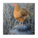 Buscar gallina azulejos Ave de corral