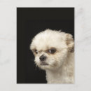 Buscar enojado postales Animal