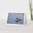 Buscar pato silvestre tarjetas Charca