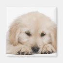 Buscar bruselas imanes Naturaleza