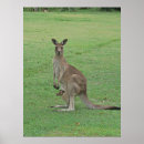 Buscar joey fotografía Naturaleza