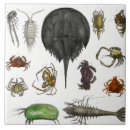 Buscar animal del kawaii azulejos Animales