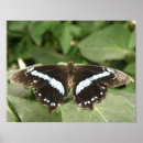 Buscar mariposas tropicales posters Animales