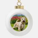Buscar scottish terrier adornos Escocés