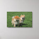 Buscar pomeranians decoracion Loulou