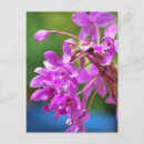 Buscar enero postales Flor