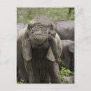 Buscar elefante africano postales Sudáfrica