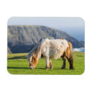 Buscar islas shetland imanes Rancho