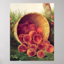 Buscar cesta de fruta posters Cosecha