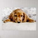 Buscar cocker spaniel arte Perrito