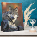 Buscar lobos placas fotograbadas Vida salvaje