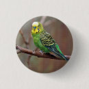 Buscar loro chapas Verde