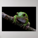 Buscar ranas fotografía Adorable