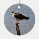 Buscar pájaro rapaz Fotografía