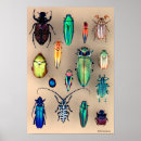 Buscar insecto fresco posters Insectos