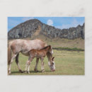 Buscar potro de la yegua postales Rancho