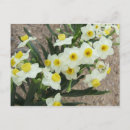 Buscar flores del narciso postales Amarillo