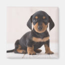 Buscar del dachshund fotografía Bebé