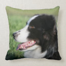 Buscar border collie cojines Sacudida y pam langrish