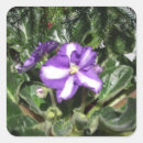 Buscar violeta africana pegatinas Azul