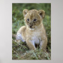 Buscar panthera leo posters Salvaje