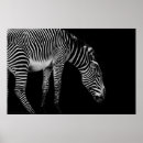 Buscar equino posters Animal