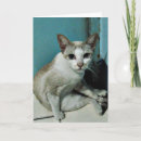 Buscar gato siamés tarjetas Adorable