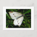 Buscar mariposas blancas postales Blanco