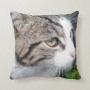 Buscar imagen del gato cojines Animal
