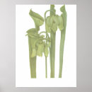 Buscar plantas carnívoras posters Carnívoro