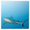 Buscar el nadar azulejos Sealife