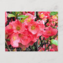 Buscar quince postales Flor