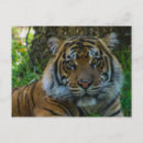 Buscar gata postales Postear