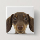 Buscar frankfurt chapas Perro