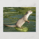 Buscar nutria postales Agua