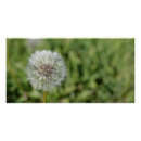 Buscar dientes blancos posters Flor